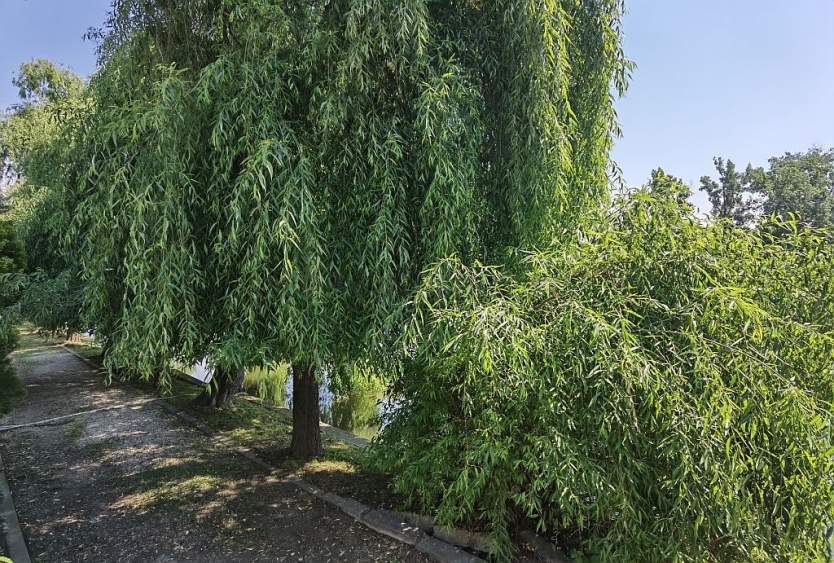 Villa for rent with Lake View, Sisesti area Vilă cu iesire la lac