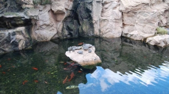 Apartament cu 2 camere de închiriat în zona Aviatiei Apartament cu 2 camere de închiriat în zona Aviatiei